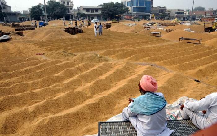 A scene of a grain field in Haryana (File Photo, Image credit: The Tribune India)