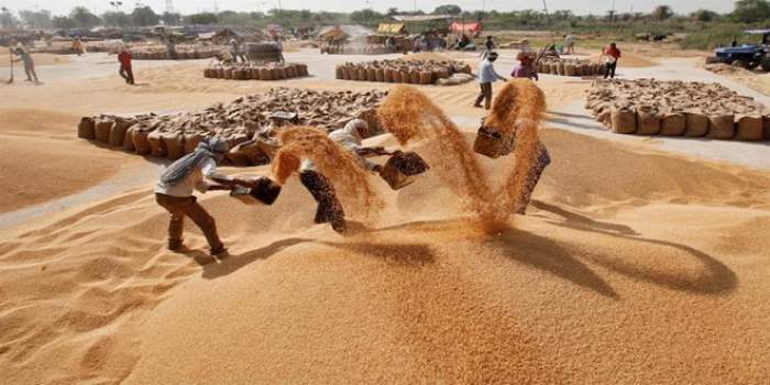 A scene of a grain field in Punjab (File Photo, Image credit: Global Punjab)