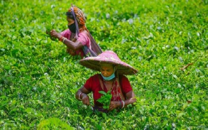 Tea-garden workers plucking tea leaves at an estate (Image credit: India Today)