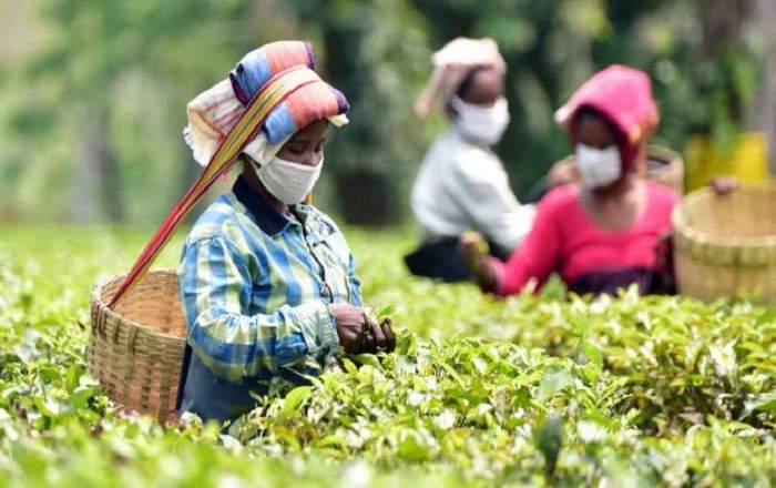 Tea-garden workers pluck tea leaves at an estate in Assam (Image credit: ThePrint)