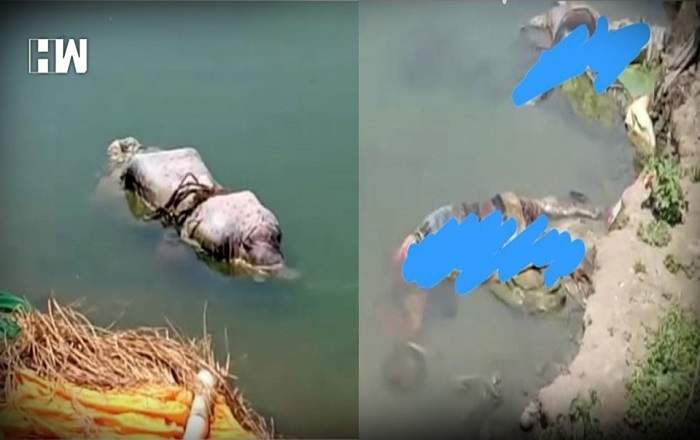 A dead body found floating in the Ganga at Buxar in Bihar (Image credit: HW English)